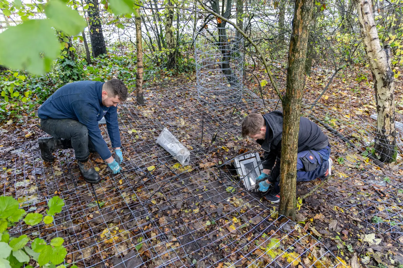 One-way gates installed at badger sett entrances